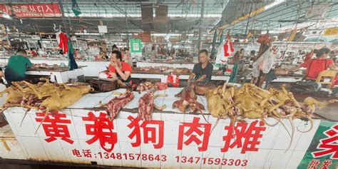   Il Pollo di Yulin: un trionfo di sapori piccanti e una danza di erbe aromatiche!